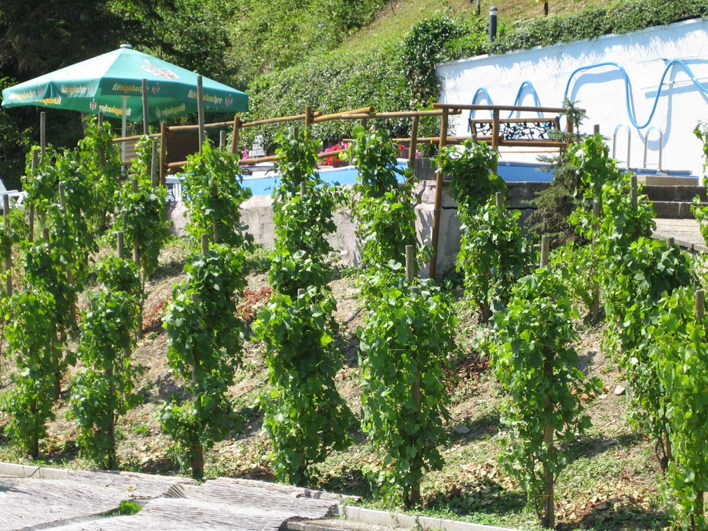 Landhotel Weinhaus Treis Weinaehr Екстер'єр фото